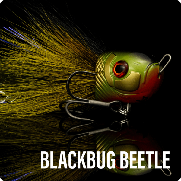 BlackBug Beetle