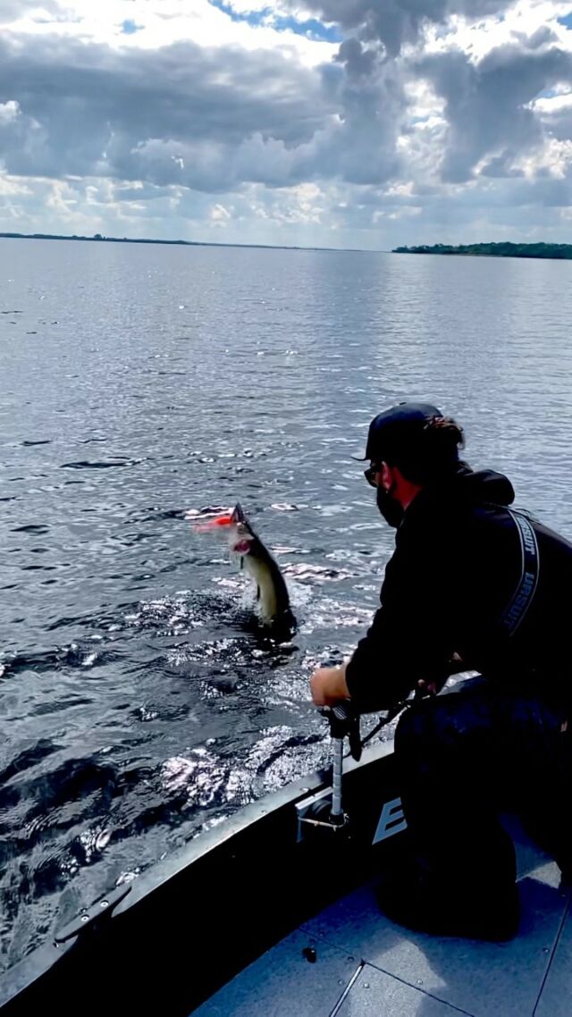Great action on the BlackBug! 🐊
.
.
.
.
#blackbayfishing #blackbay #fishinglures #bkkhooks #fishing #pikelures #fishinglife #pikefishing #pike #gädda #luccio #softbait #hecht #esox #gäddfiske #hauki #snoek #brochet #bigpike #catchandrelease #bigbait #predatorfishing #lurefishing #fishinglures