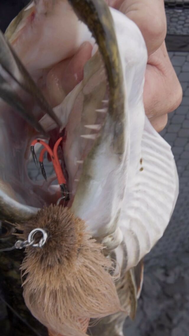 BKK Spear 21 - UVO in a perfect hookset!
.
.
.
.
#blackbayfishing #blackbay #fishinglures #bkkhooks #pikecraft #pikecraftfishing #fishing #pikelures #fishinglife #pikefishing #pike #gädda #luccio #softbait #hecht #esox #gäddfiske #hauki #snoek #brochet #bigpike #catchandrelease #bigbait #predatorfishing #lurefishing #fishinglures