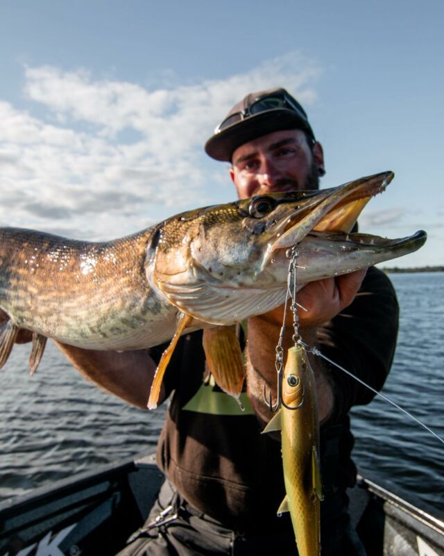 Another nice fish that felt on the BlackShad “Chub” 🤤

This color is effective in many different conditions and the right choice to fish new waters!
.
.
.
.
#blackbayfishing #blackbay #blackbug #blackshad #fishinglures #bkkhooks #fishing #pikelures #fishinglife #pikefishing #pike #gädda #luccio #softbait #hecht #esox #gäddfiske #hauki #snoek #carp #trout #barsch #catfish #zander #brochet #bigpike #catchandrelease #bigbait #predatorfishing #lurefishing