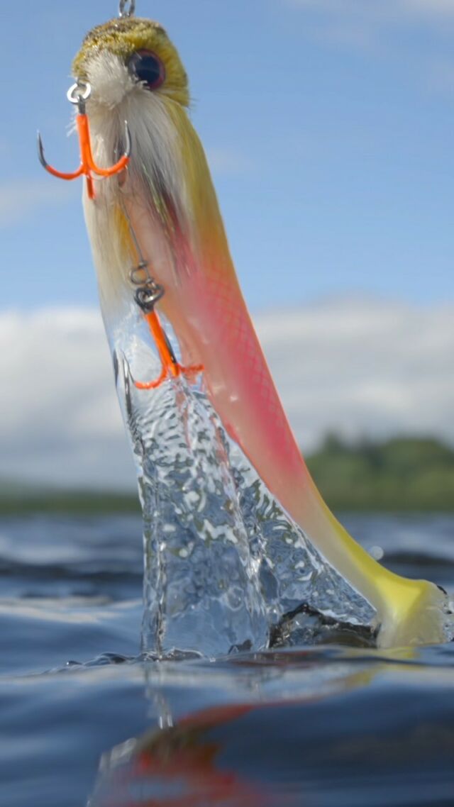 The brand new BlackBug “Albino“ in action!
The combination of the bright colors increase the visibility of the lure, especially powerful in clear waters!
.
.
.
.
#blackbayfishing #blackbay #blackbug #blackshad #fishinglures #bkkhooks #fishing #pikelures #fishinglife #pikefishing #pike #gädda #luccio #softbait #hecht #esox #gäddfiske #hauki #snoek #carp #trout #barsch #catfish #zander #brochet #bigpike #catchandrelease #bigbait #predatorfishing #lurefishing