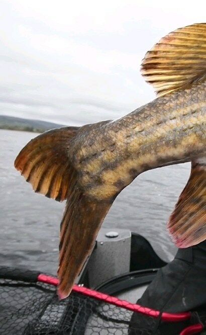 Another “Biggie” for our Pro-Guide @samrossi_fishing with one of his favourite BlackBug combination.

.

Lure: BlackBug “Acid Yellow” + BlackTail Curly L “Golden Pearl”

Hooks: BKK Spear-21 UVO #2/0

.
.
.
.
#blackbayfishing  #fishing #pikelures #pikefishing #gädda #luccio #softbait #hecht #esox #gäddfiske #hauki #snoek #brochet  #catchandrelease