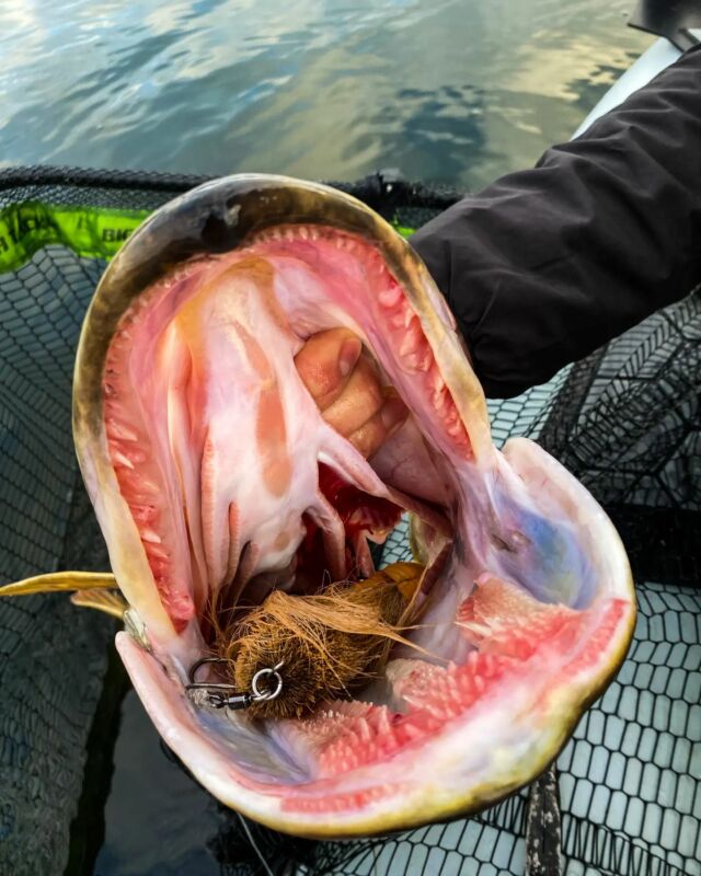 🔞Italian Deep Throat🔞

This Italian monster took the BlackBug without hesitation
.
.
.
.

#blackbayfishing #blackbug #blackshad #fishinglures #pike #gädda #luccio #hecht #esox #gäddfiske #hauki #snoek #brochet #catchandrelease