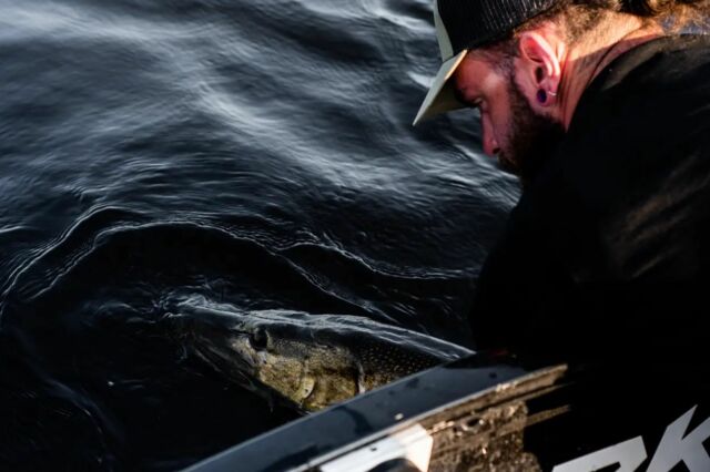 Back into the darkness of the lake. 🌊
.
.
.
.

#blackbayfishing #blackbug #blackshad #blackbugbeetle #beetle #fishinglures #pike #gädda #luccio #hecht #esox #gäddfiske #hauki