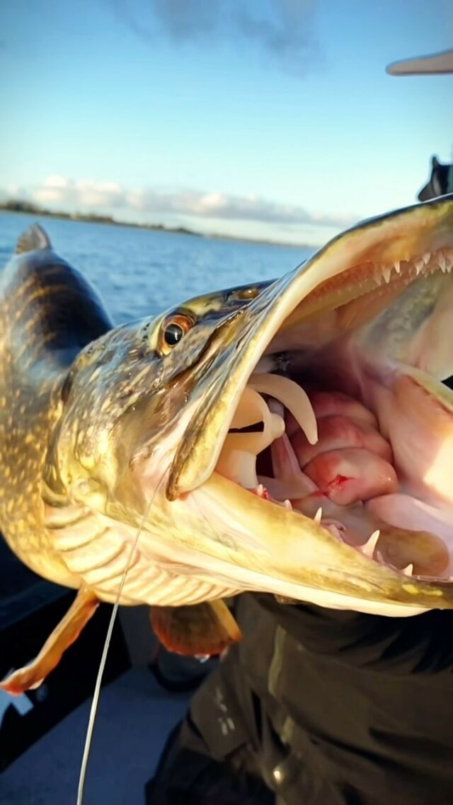 INHALED! 😱
This greedy pike went all-in for the Beetle prototype 🪲

#blackbayfishing #pikefishing #hechtangeln #fishingvideos #fishingreels #blackbugbeetle #bigpike #roofvissen