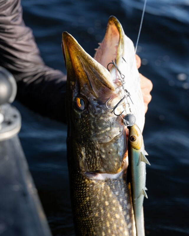 All sizes of the BlackShads match perfectly with the BKK BB Trigger-21 Stinger Rig ⛓️ Rigging your softlures has never been so easy! 💪🏼

#blackbayfishing #bkkhooks #pikefishing #pikelures #luccio #hechtangeln #predatorfishing