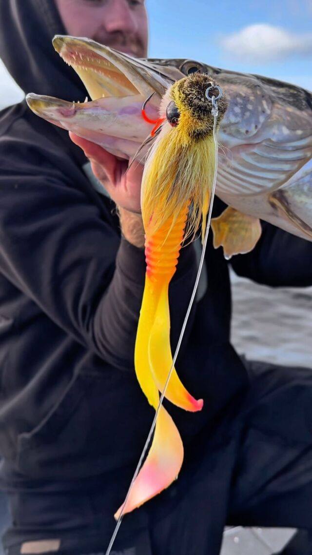 A solid catch and release for Quirin! 💪🏼 
The BlackBug in custom color Albino did the trick 
💛🩷🤍

#blackbayfishing #blackbug #fishinglures #pikefishing #fishingvideos #fishingreels #hechtangeln #snoekvissen #luccio #fishingdaily