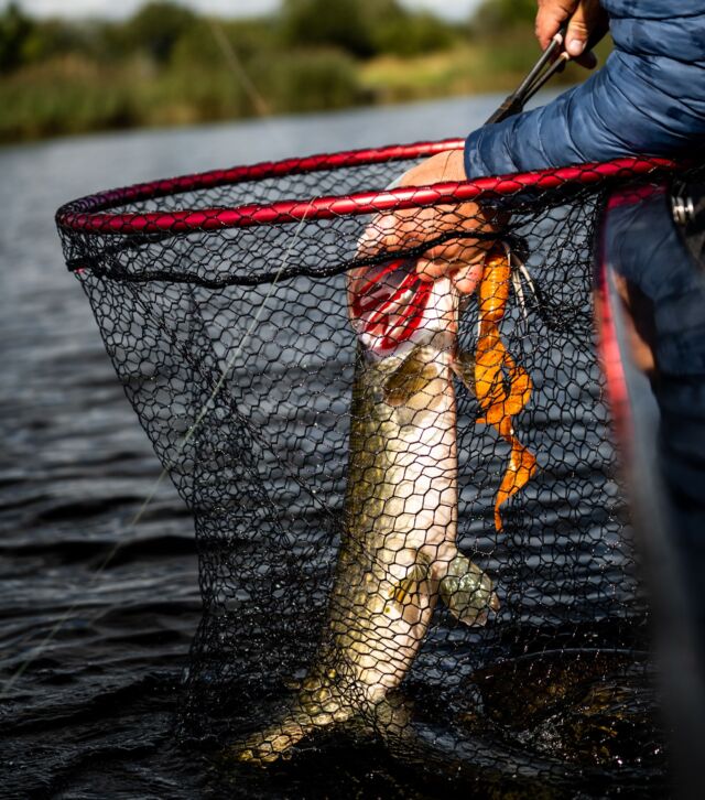 BlackBug ‘White Tangerine’ combined with a Rooster Tail did the trick on this river pike.
What is your favorite color combo?

#blackbayfishing #BlackBug #RoosterTail #BlackTail #fishinglures #pikefishing #hechtangeln #snoekvissen