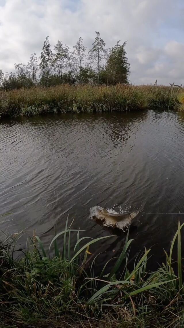 The Beetle is not safe in the Netherlands 😱

BlackBug Beetle ‘White Fury’ + BlackTail Curly ‘Golden Nugget’ 🏆

#blackbayfishing #blackbugbeetle #pikelures #fishingvideos #gäddfiske #luccio #fishingreels #pikeattack #roofvissen #catchandrelease