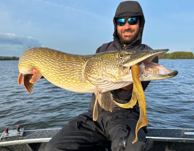 Dutch giant from last fall 🇳🇱🍂

BlackBug ‘Chub’ ⚜️
BlackTail Rooster ‘Golden Nugget’ ✨
SPEAR 21 🪝 @bkkhooksinternational

#blackbayfishing #bkkhooks #pikefishing #pikelures #luccio #hechtangeln #predatorfishing #roofvissen #catchandrelease #roostertail