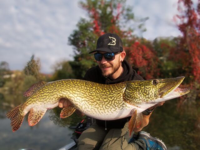 Italian pike standard 😍
A beautiful catch for Davide on the Beetle Chub! ⚜️

#pikefishing #blackbayfishing #blackbugbeetle #hechtangeln #lucco #catchandrelease #bigpike