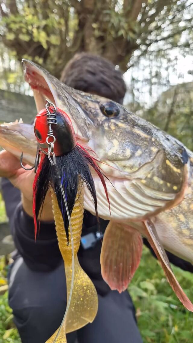 Those pike attacks in front of your feet are so addictive! 🤯 

#blackbayfishing #blackbugbeetle #pikefishing #catchandrelease #pikeattack #fishingreels #fishingvideos #hechtangeln #snoekvissen #roofvissen