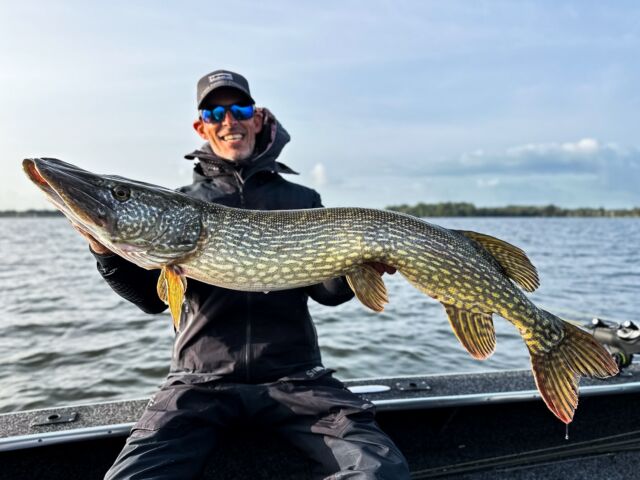 What a catch! 😱 133cm of pure pike glory in the Netherlands 🇳🇱 A day to remember with great friends 👊🏼 

#blackbayfishing #blackbug #blackbugbeetle #roofvissen #pikefishing #bigpike #hechtangeln #catchandrelease