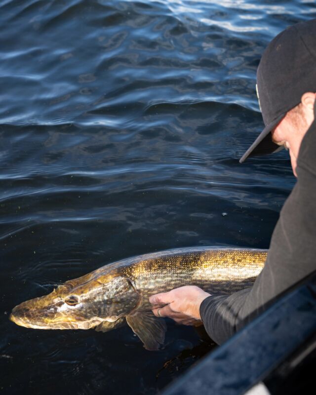 Releasing the fish is one of the most satisfying things ever, right? 👊🏼

#blackbayfishing #catchandrelease #pikefishing #hechtangeln #luccio #snoekvissen