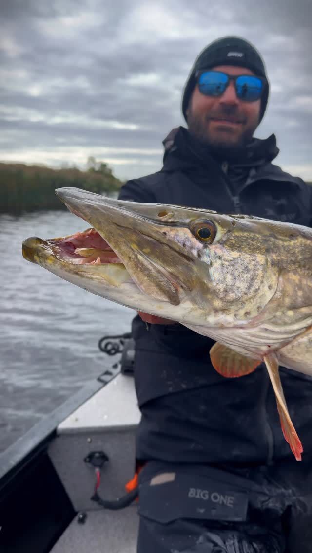 CHASING GIANTS IN THE RIVER 🐊

#blackbayfishing #beetlexl #bigpike #roofvissen #catchandrelease #hechtangeln #snoek #luccio #fishingreels