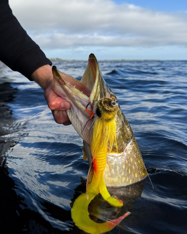 The perfect shot 📸
👉🏼 BlackBug Custom Color ‘Albino’ 

#blackbayfishing #roofvissen #snoek #pike #hechtangeln #catchoftheday #catchandrelease