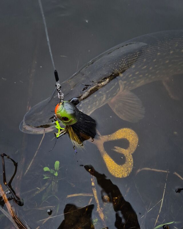 Who can spot the heart? 🫶🏼
Happy Valentine everyone, take your partner out fishing and make it an unforgettable day ❤️

#blackbayfishing #blackbugbeetle #roofvissen #hechtangeln #pikefishing #happyvalentine