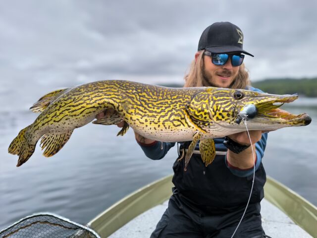 Sparkle Herring goes Italian 🇮🇹 
What a beautiful catch, Davide! Well done 👏 

💎 BlackBug Beetle ‘Sparkle Herring’ 

#blackbayfishing #blackbugbeetle #pikefishing #hechtangeln #snoekvissen #luccio #bigpike #catchandrelease #fishingdaily #catchoftheday