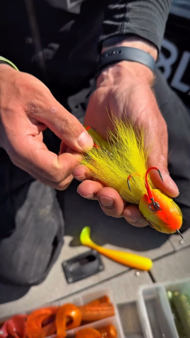 One Beetle, infinite possibilities 🔄
With tons of BlackTails to choose from, you can switch the color and the action — your Beetle, your rules 🔥

#blackbayfishing #blackbugbeetle #pikelures #pikefishing #hechtangeln #roofvissen #bigbait #snoekvissen #pescare #pesca #fishingreels