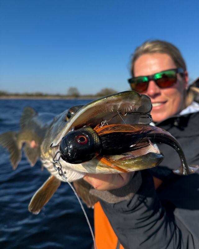The new color ‘Irish Bream’ has proven to be a perfect color for clear waters 💧This Beetle got completely destroyed during Mikky her trip at the Lodge 🤯 

Coming out soon! Tic tac…. 🕘

#blackbayfishing #blackbaylodge #blackbugbeetle #pikefishing #hechtangeln #snoekvissen #luccio #pescare #catchandrelease
