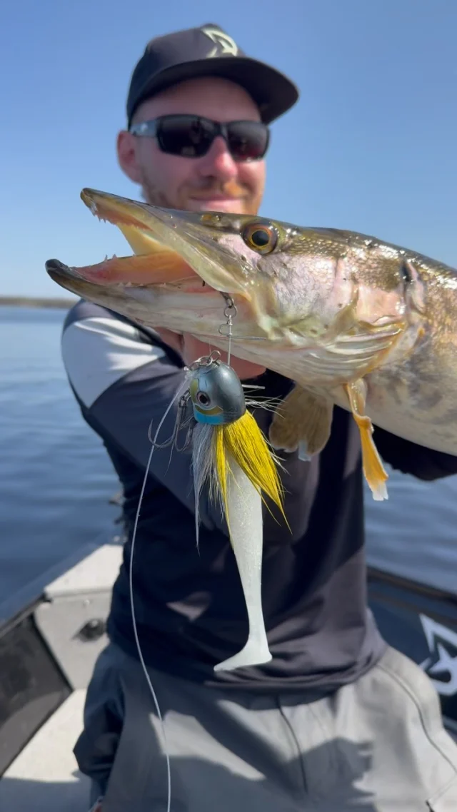 That moment the Beetle flutters in the light, it’s game over for anything with teeth 🐊 

👉🏼 BlackBug Beetle ‘Sparkle Herring’ 💎

#blackbayfishing #blackbaylodge #pikefishing #hechtangeln #luccio #snoekvissen #roofvissen #catchandrelease #fishingvideos #fishingreels #instafishing