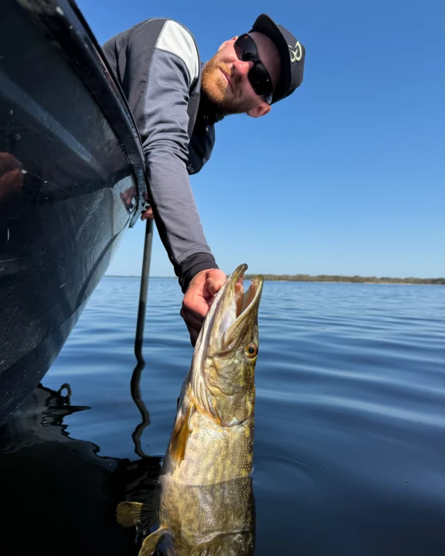 A little pose before being released back into the water.

#pikefishing #snoekvissen #roofvissen #hechtangeln #blackbayfishing #catchandrelease