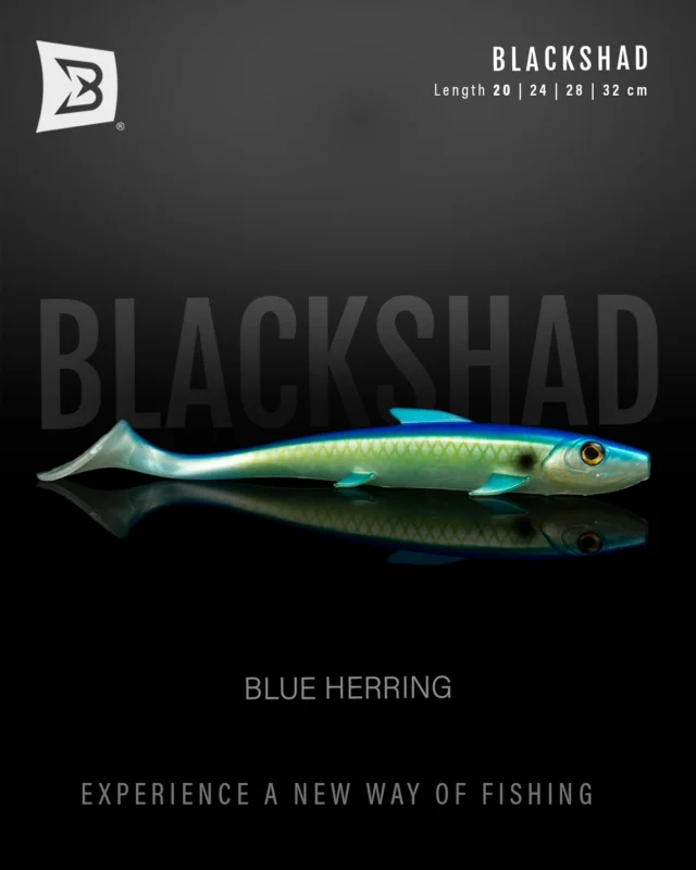 Introducing the newest color of the Blackshad 💙
‘Blue Herring’, available in 4 deadly sizes: 20, 24, 28, and 32cm 💥 Get yours now!! 

#blackbayfishing #blackshad #pikefishing #roofvissen #luccio #hechtangeln #pikebait #snoeken #softlures