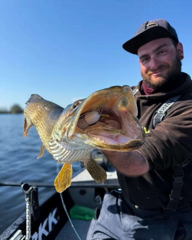 Hungry pike, Beetle in trouble 🤯 

#blackbayfishing #blackbugbeetle #pikefishing #hechtangeln #luccio #snoek #catchandrelease #catchoftheday #boatfishing