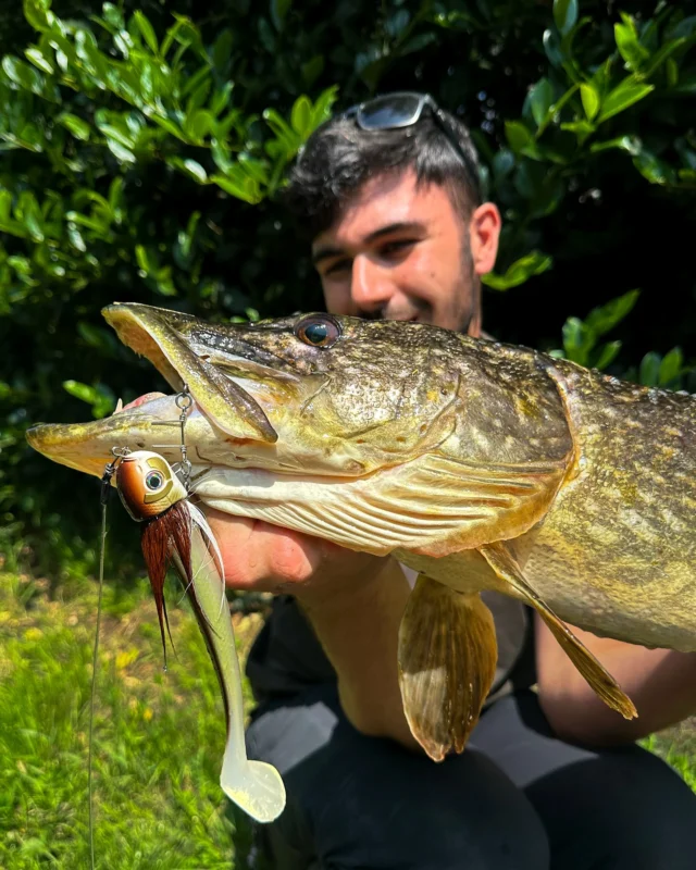 We’re testing the final production of the Beetle Junior as we speak 🤫 The countdown to launch has officially begun.. 

📸 @nick.fishing_nl 

#blackbayfishing #blackbugbeetle #beetlejunior #pikefishing #hechtangeln #snoekvissen #luccio #gädda #catchandrelease