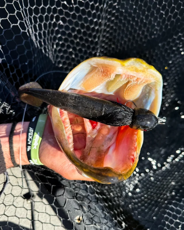 T-Bone Steak 🥩 
Did you know that a pike has up to 700 teeth? Feel free to count them! 👀 

👉🏼 BlackBug Beetle ‘Irish Bream’ 

#blackbayfishing #blackbugbeetle #pikefishing #roofvissen #hechtangeln #bigpike #catchandrelease #fishingdaily #instafishing