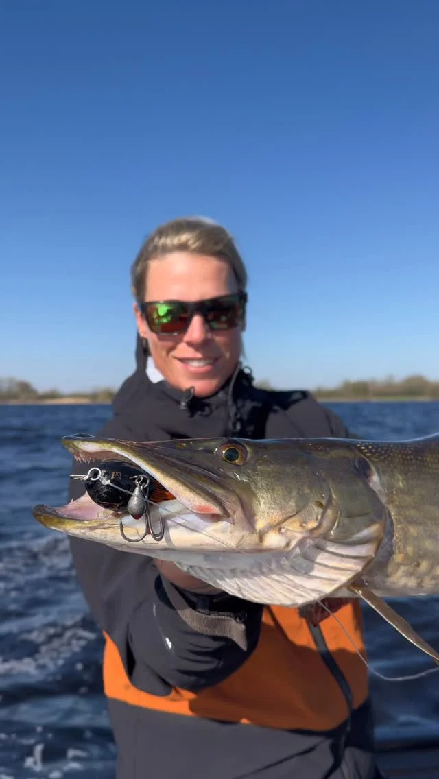 The hunt starts with a Beetle 🪲 

👉🏼 BlackBug Beetle ‘Irish Bream’ 

#bigpike #roofvissen #blackbugbeetle #snoekvissen #fishingdaily #catchoftheday #instafishing #catchandrelease #luccio #pikefishing