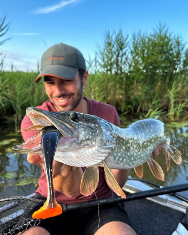 Nothing beats a nice pike on a summer day 😎 

#pikefishing #catchandrelease #blackbayfishing #roofvissen #snoekvissen #blackbugbeetle #bkkhooks #luccio #hechtangeln #brochet