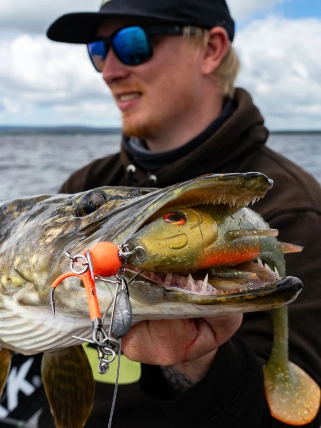 The BlackShad didn’t stand a chance 🤯

#blackbayfishing #blackshad #pikefishing #roofvissen #instafishing #fishingdaily #luccio #hechtangeln #brochet #gädda #catchandrelease #bkkhooks #hookyourdream