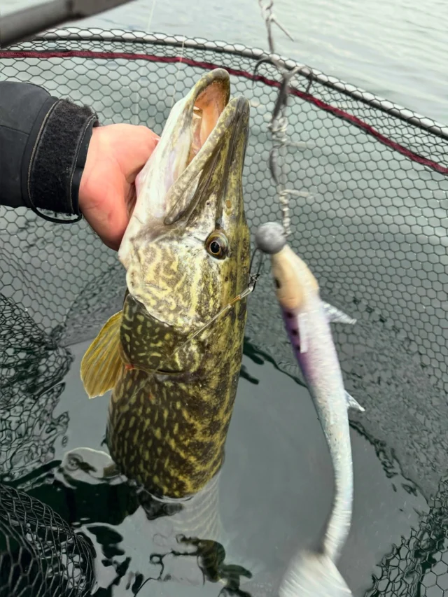 They’re not ready for this… 🔥

#BlackShadAgone

🟣💎⚪️

#BlackBay #blackbayfishing #pikefishing #predatorfishing #lurefishing #trophyfish #pikeanglers #catchandrelease #fishinglife #pikelures #fishinggear