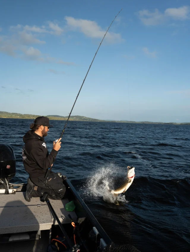 When a pike decides to go airborne… your heart skips a beat 🎣🔥
‌
#BlackBay #blackbayfishing #pikefishing #predatorfishing #lurefishing #trophyfish #pikeanglers #catchandrelease #fishinglife #pikelures #fishinggear