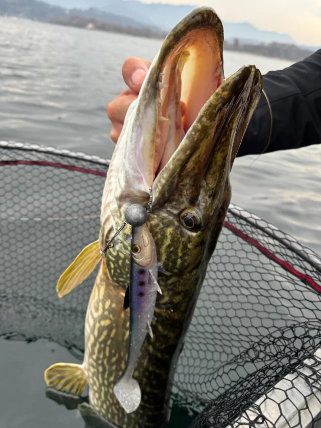 The new BlackShad AGONE is already proving itself on alpine Italian monsters 🇮🇹

Available now in 4 sizes! 20 | 24 | 28 | 32 📏

#BlackBay #blackbayfishing #pikefishing #predatorfishing #lurefishing #trophyfish #pikeanglers #catchandrelease #fishinglife #pikelures #fishinggear