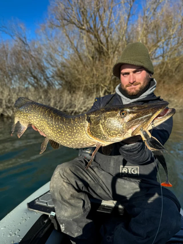 After a successful testing phase with the prototype, the Beetle Junior is ready for release. The wait won’t be long now. Are you ready for what’s coming? 🤩 

#blackbayfishing #beetlejunior #pikefishing #bigpike #snoekvissen #hechtangeln #luccio #catchandrelease #catchoftheday #newlure #fishinglures #instafishing