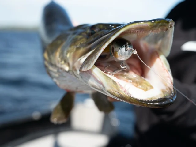 Look closer 👀….Can you see which Beetle is locked inside those jaws? 

#blackbayfishing #blackbugbeetle #pikefishing #bigpike #hechtangeln #roofvissen #luccio #catchandrelease #fishinglife #fishinglures