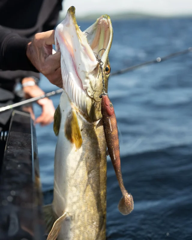 When precision meets power 💥
Blackshad x BKK Chain-21 = deadly combo ⚔️

#blackbayfishing #blackshad #bkkhooks #hookyourdream #fishing #lurefishing #fishinglife #fishingaddict #predatorfishing #fishinggear #lures #fishinglures #fishingtime #anglerlife