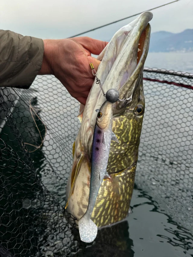 Another giant couldn’t resist the new BlackShad AGONE 💥🐊

#BlackShadAgone

🟣💎⚪️

#blackbayfishing #blackshad #bkkhooks #hookyourdream #fishing #lurefishing #fishinglife #fishingaddict #predatorfishing #fishinggear #lures #fishinglures #fishingtime #anglerlife