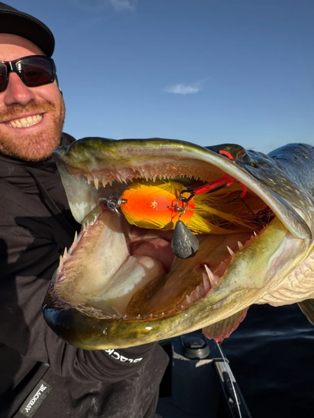 Full commitment from an Irish predator 🐊 
The Beetle never stood a chance 🤯

👉🏼 BlackBug Beetle ‘Lava Roach’ 

#blackbayfishing #blackbugbeetle #pikefishing