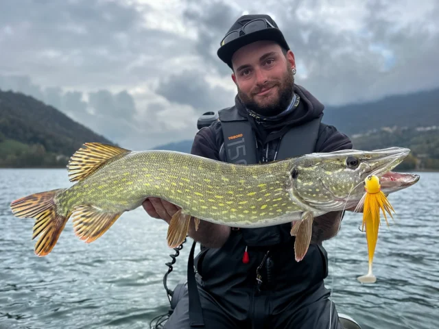 Some colors just work anywhere. Sam’s Italian pike didn’t hesitate on the Albino Beetle Jr 💛🩷🤍

#blackbayfishing #beetlejr #pikefishing #hechtangeln #luccio #catchandrelease #fishinginitaly #fishinglife