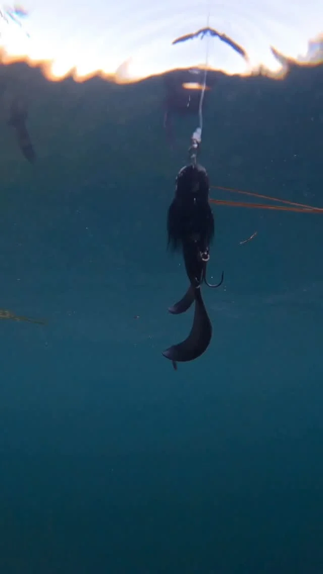 🔮 The Beetle Jr Galaxy Roach + RoosterTail
Mesmerizing action, compact profile, maximum aggression. One look and predators commit 🦈

#blackbayfishing #blackbugbeetle #predatorfishing #pikefishing #hechtangeln #luccio #roofvissen #snoeken #pikelures #bigpikebait #fishingcommunity #instafishing