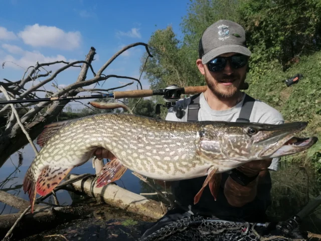 Another Italian beauty fooled by the BlackShad in color Chub ⚜️
Simple. Effective. Deadly 👊🏼

#blackbayfishing #blackshad #blackshad #pikefishing #luccio #predatorfishing #lurefishing #fishingitaly #pikehunters #fishinglife #pikelure #europeanfishing #fishingaddict