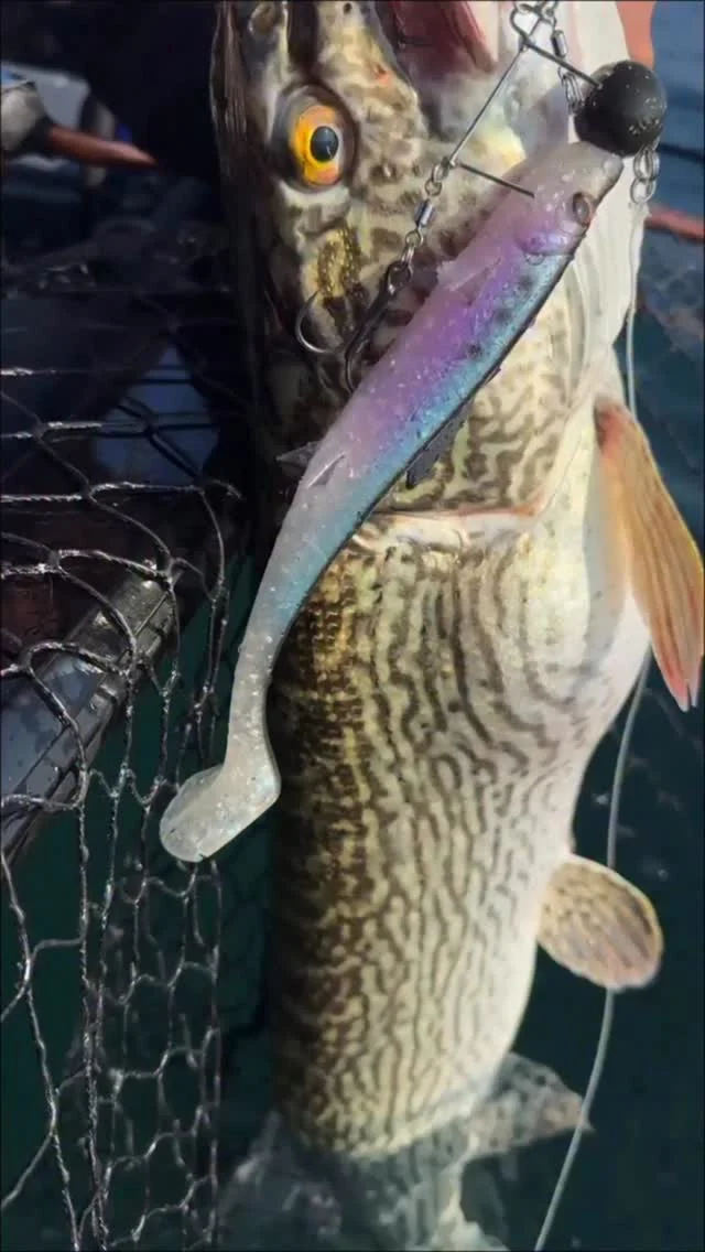 Italian waters, alpine vibes 🏔️
The Agone doing exactly what it was made for 🐊

#blackbayfishing #blackshad #pikefishing #italianpike #catchandrelease