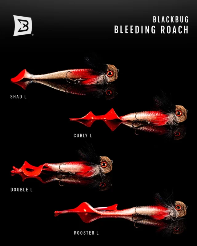 The limited edition Bleeding Roach BlackBug🩸

Paired with three spare tails to switch things up: Curly, Double and Rooster. Adapt the action. Match the mood. Trigger the bite 💥

#blackbayfishing #blackbug #bigpikelure #fishinglures #predatorfishing