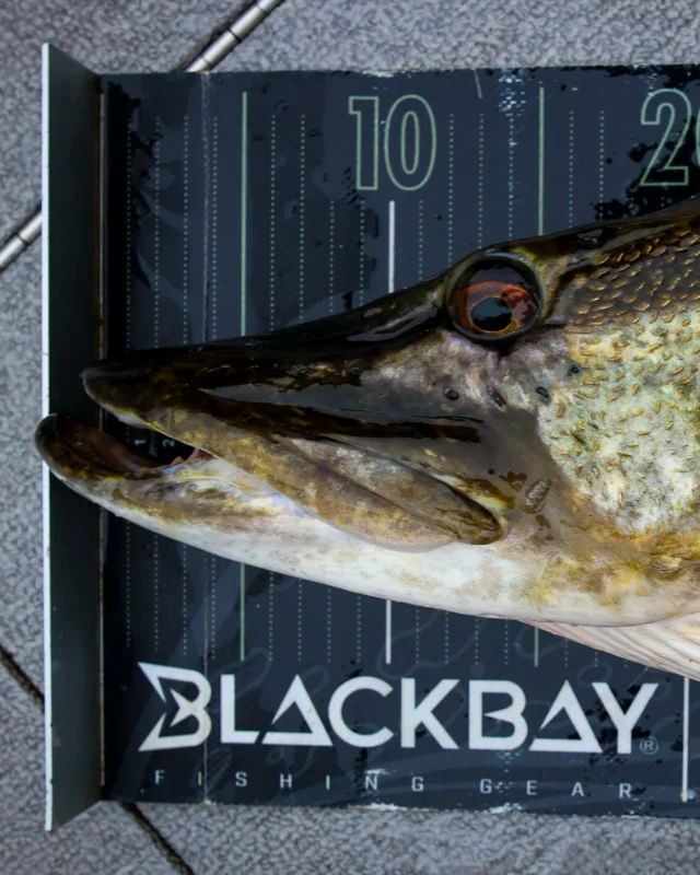 2025 was a year of growth but above all, a year of connection with YOU.

Anglers, partners, tackle shops and friends, every message, every tag and every shared session on the water helped shape what BlackBay is today.

From new Beetle colors and the launch of the Beetle Jr, to BlackBay merchandise and the BlackShad Agone all while the BlackBay family kept growing across Europe and beyond.

2026 is already taking shape.
New BlackBay products are already in prototyping, alongside fresh ideas and new exciting projects on the way that we can’t wait to share 🔜

Thank you for being part of our journey.
Happy New Year & tight lines for 2026 🎣🖤

#blackbayfishing #predatorfishing #fishinglures #instafishing #fishinglife