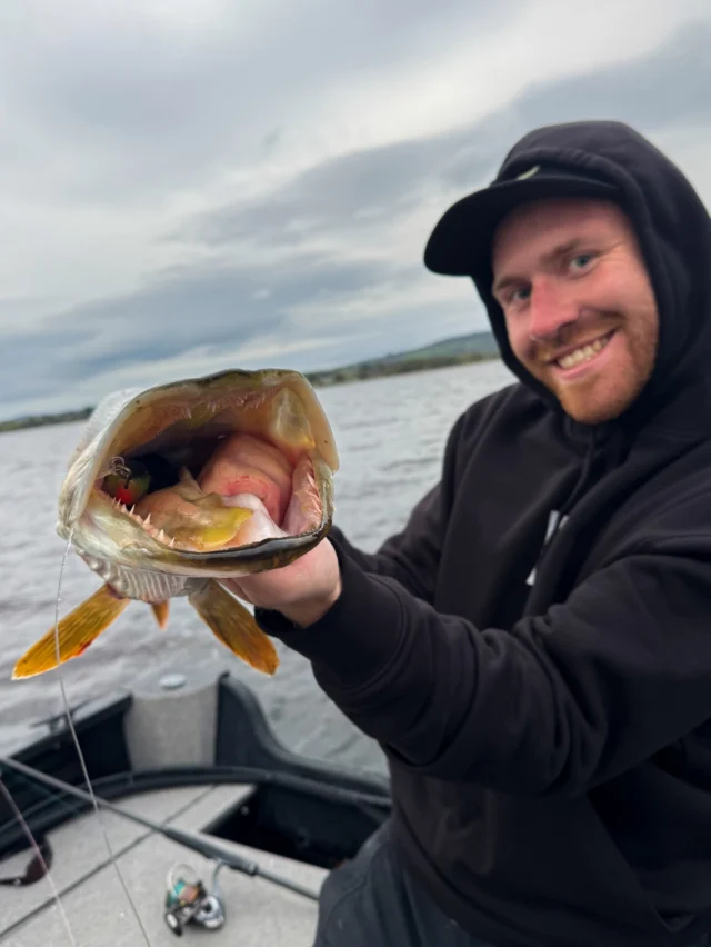 When a pike eats your Beetle like it’s the last meal. No half bites here 🤯
Can you guess the color?

#blackbayfishing #blackbugbeetle #pikefishing #hechtangeln #catchandrelease