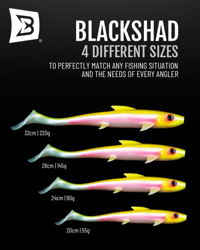 Everything you need to know about the BlackShad ☝🏼
From size options to color selection and the paddle tail that keeps swimming on slow retrieves. If you’re looking for a shad that performs in different waters and conditions, this one belongs in your box 👊🏼

#blackbayfishing #fishinglures #predatorfishing