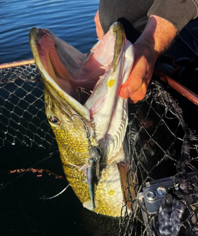 Born in the Alps, tested on giants.

🟣💎⚪️

The BlackShad Agone, built for alpine waters, showing its strength in Italy 🇮🇹

#blackbayfishing #blackshad #pikefishing #hechtangeln #predatorfishing